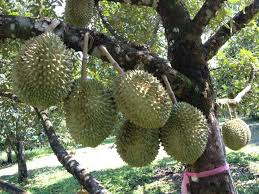 bibit durian montong bawor