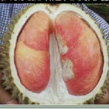 Pelangi durian