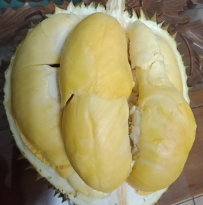 bibit durian kani pekanbaru