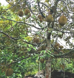 durian kani pekanbaru